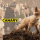 The background is an image of a pack of hunting hounds with a huntsman. In the foreground is a fox cubs who is stood on a mossy outcrop and is looking at the camera. Next to the cub is the Canary UK logo