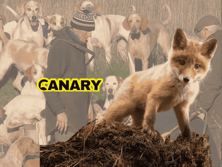 The background is an image of a pack of hunting hounds with a huntsman. In the foreground is a fox cubs who is stood on a mossy outcrop and is looking at the camera. Next to the cub is the Canary UK logo