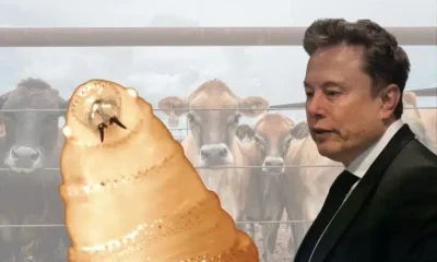 Elon Musk next to a giant screwworm