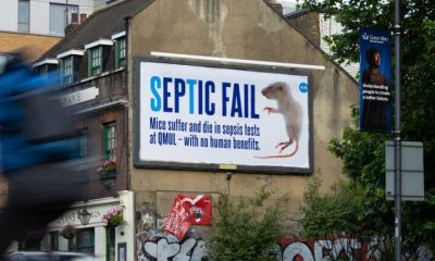 PETA billboard highlighting sepsis experiments on mice at QMUL