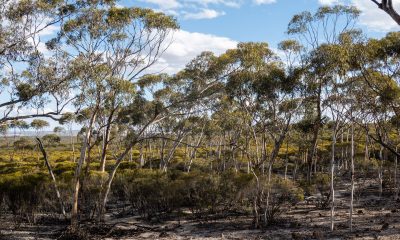 Nation's largest carbon farming project unveiled on WA's south coast