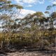 Nation's largest carbon farming project unveiled on WA's south coast