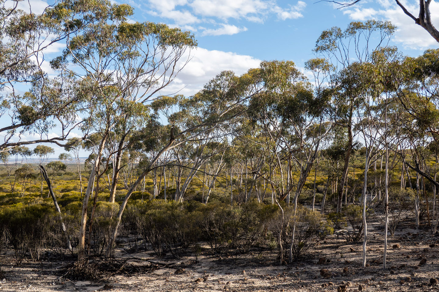 Nation's largest carbon farming project unveiled on WA's south coast