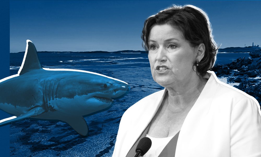 Shark deaths prompt calls for more drumlines, research