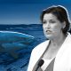 Shark deaths prompt calls for more drumlines, research