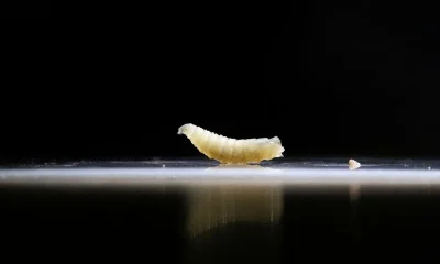 Flesh-eating parasite New World screwworm confirmed in Texas, USDA says