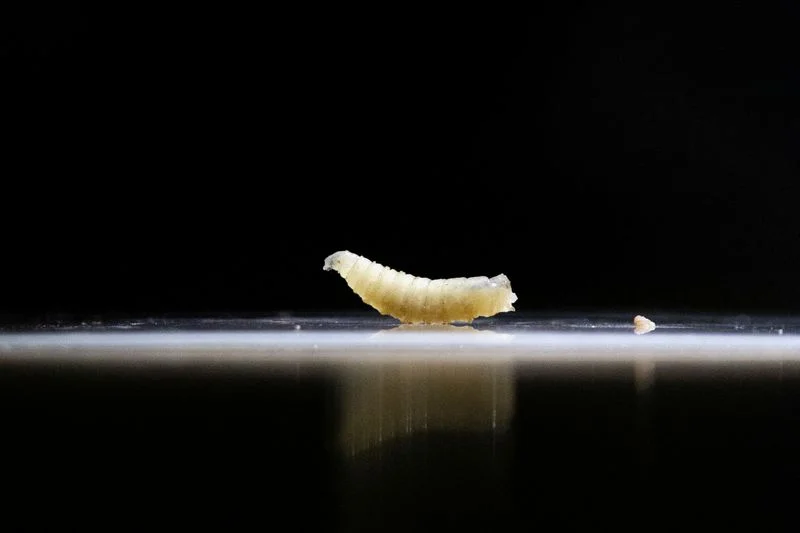 Flesh-eating parasite New World screwworm confirmed in Texas, USDA says
