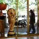 Soccer-Iran World Cup players granted visas to enter the US, says White House official