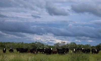 Screwworm border closure fuels beef boom in Mexico, gloom in Texas