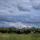 Screwworm border closure fuels beef boom in Mexico, gloom in Texas