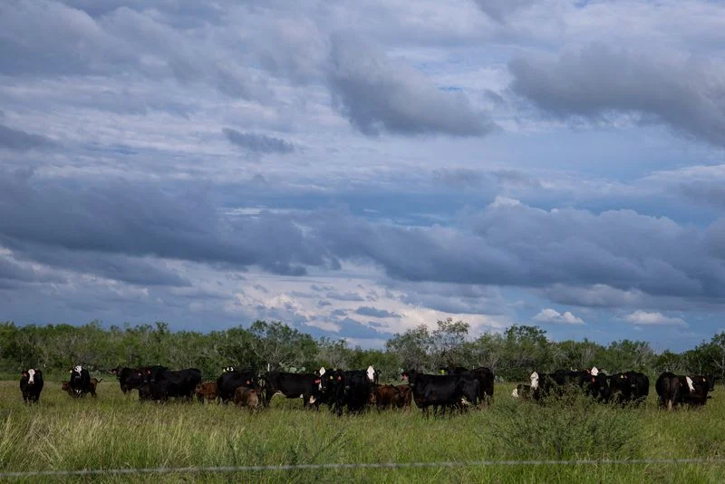 Screwworm border closure fuels beef boom in Mexico, gloom in Texas