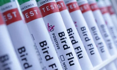 Australia vows to rein in any H5N1 birdflu after confirming first case