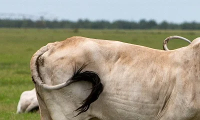 USDA reports three new cases of screwworm, bringing total to 15