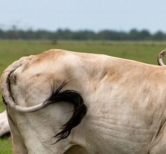 USDA reports three new cases of screwworm, bringing total to 15
