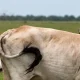USDA reports three new cases of screwworm, bringing total to 15