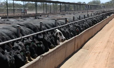 Major beef exporters near China quota caps, clouding second-half trade, report says