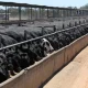 Major beef exporters near China quota caps, clouding second-half trade, report says