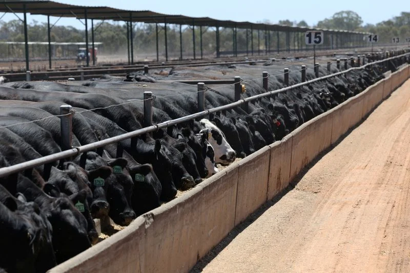 Major beef exporters near China quota caps, clouding second-half trade, report says