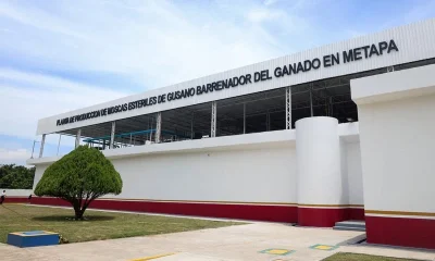 US, Mexico inaugurate sterile fly plant in Chiapas in cross-border screwworm fight