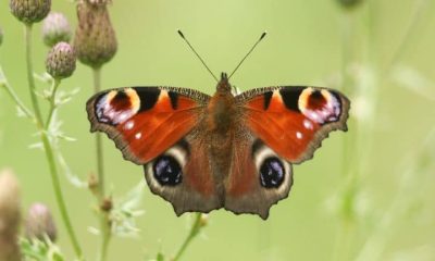 Peacock butterfly