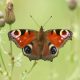Peacock butterfly