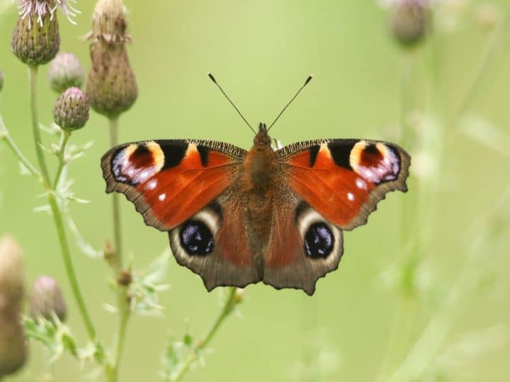 Peacock butterfly