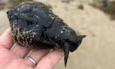 Mystery over rare sea slug found washed up on UK beach | News UK