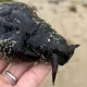 Mystery over rare sea slug found washed up on UK beach | News UK