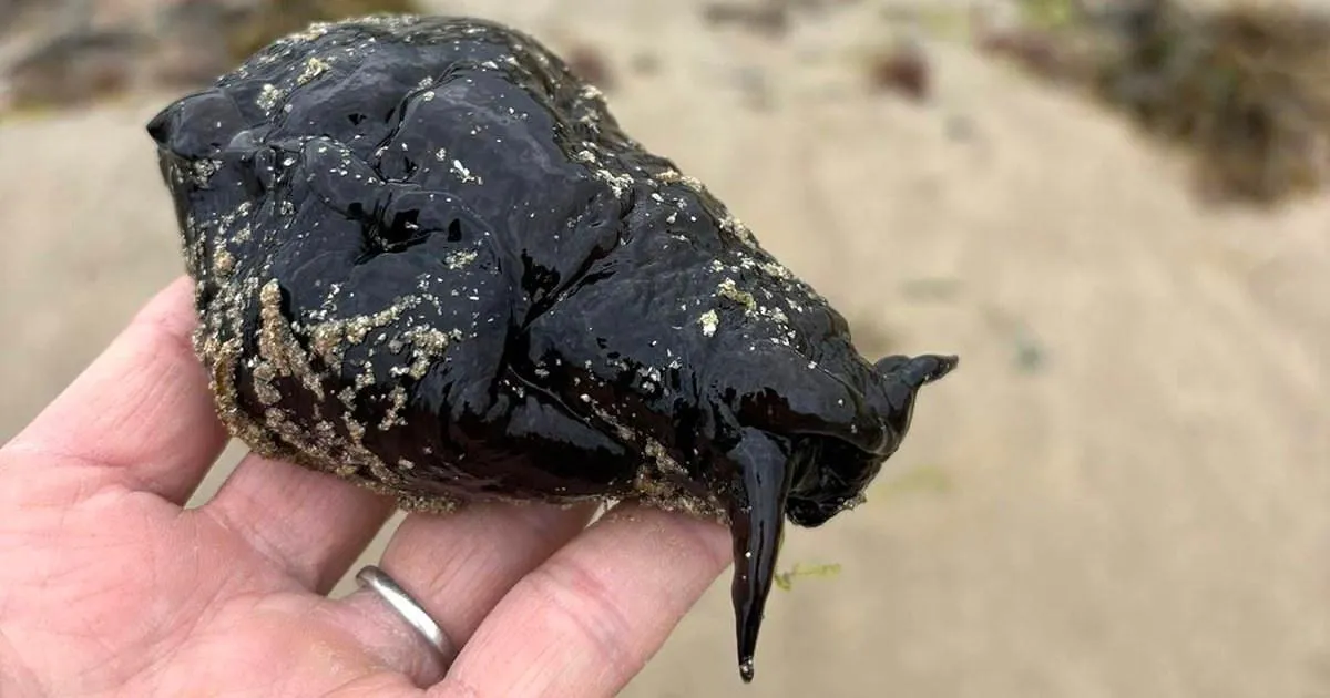 Mystery over rare sea slug found washed up on UK beach | News UK