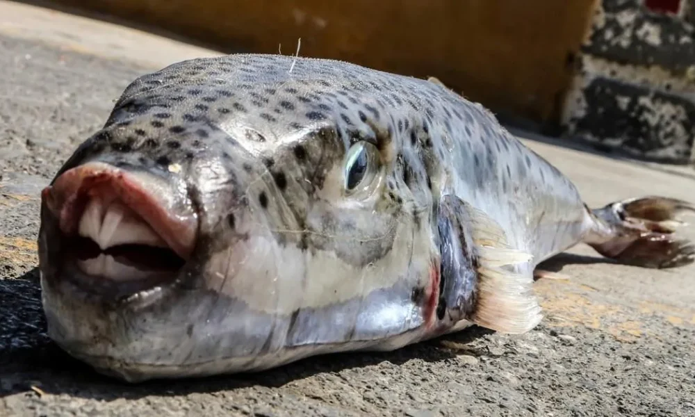 Toxic fish with razor sharp teeth are invading Greece | News World