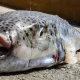 Toxic fish with razor sharp teeth are invading Greece | News World