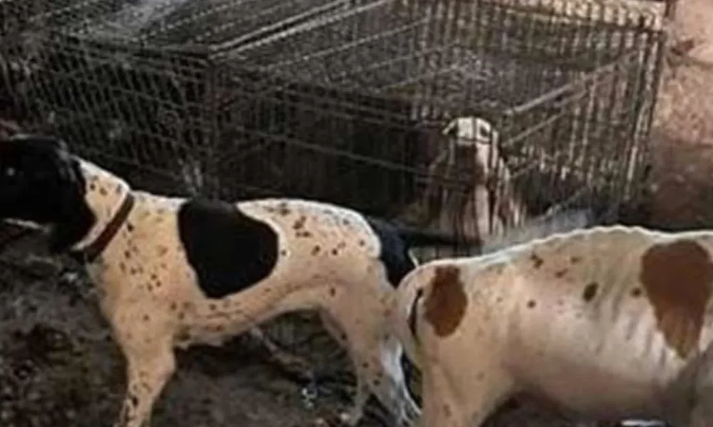 Moment 77 starving dogs rescued from Crufts winning breeder's house of horrors