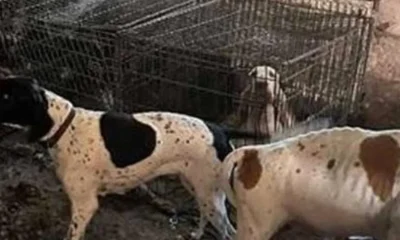 Moment 77 starving dogs rescued from Crufts winning breeder's house of horrors