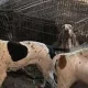 Moment 77 starving dogs rescued from Crufts winning breeder's house of horrors