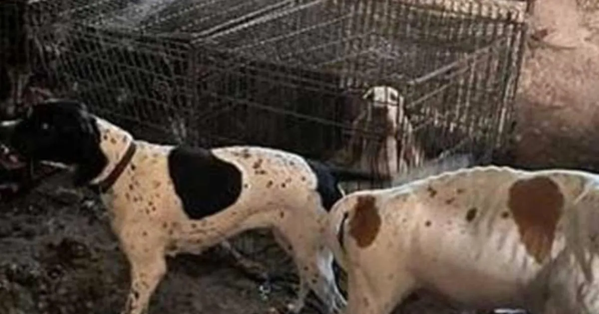 Moment 77 starving dogs rescued from Crufts winning breeder's house of horrors