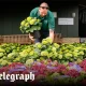 Wimbledon’s head gardener answers your questions