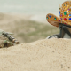 Forget Pedro Pascal, This Mandalorian Actor Is Secretly Hollywood Royalty