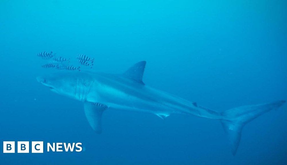 Diver on filming rare footage of Great White shark in the Mediterranean