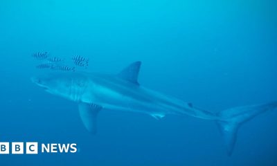 Diver on filming rare footage of Great White shark in the Mediterranean