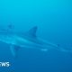 Diver on filming rare footage of Great White shark in the Mediterranean