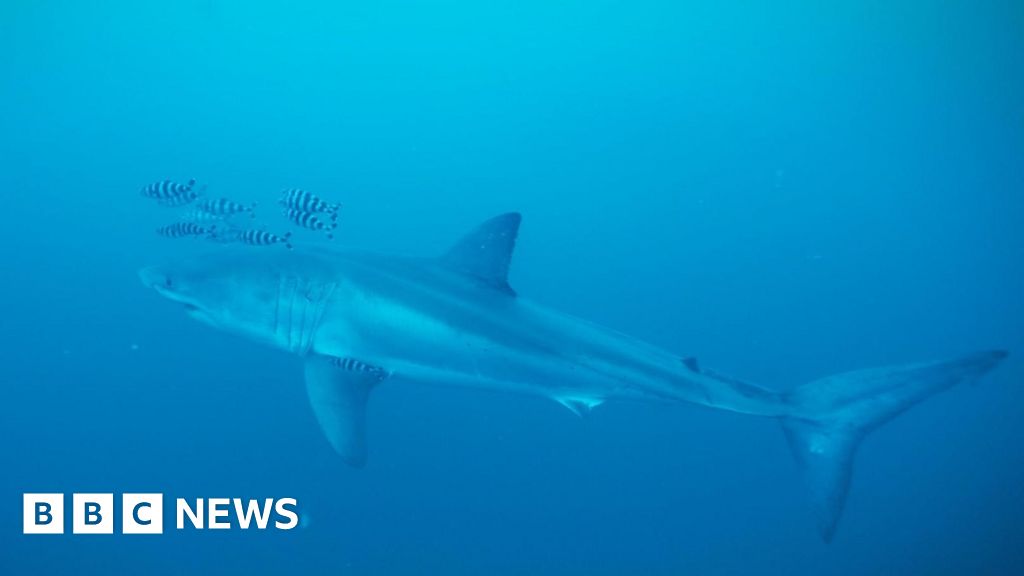 Diver on filming rare footage of Great White shark in the Mediterranean