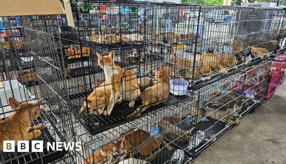 Hundreds of cats stolen for food in Vietnam rescued by police, welfare group says