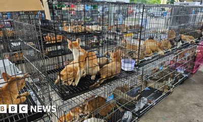 Hundreds of cats stolen for food in Vietnam rescued by police, welfare group says