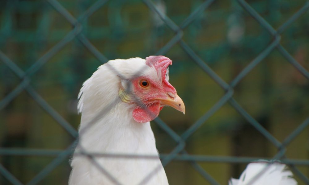 Another bird is 'suspected positive' for H-5 flu virus