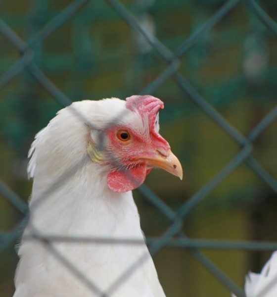 Another bird is 'suspected positive' for H-5 flu virus