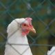Another bird is 'suspected positive' for H-5 flu virus