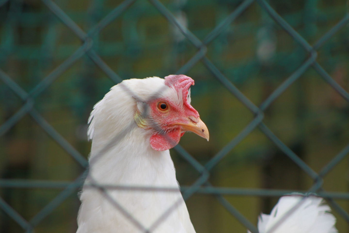 Another bird is 'suspected positive' for H-5 flu virus