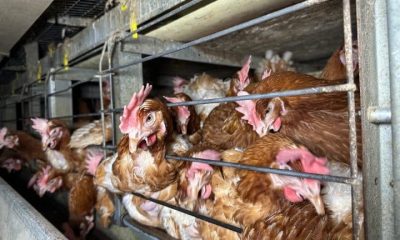 Chickens in an 'enriched' colony cage