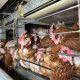 Chickens in an 'enriched' colony cage