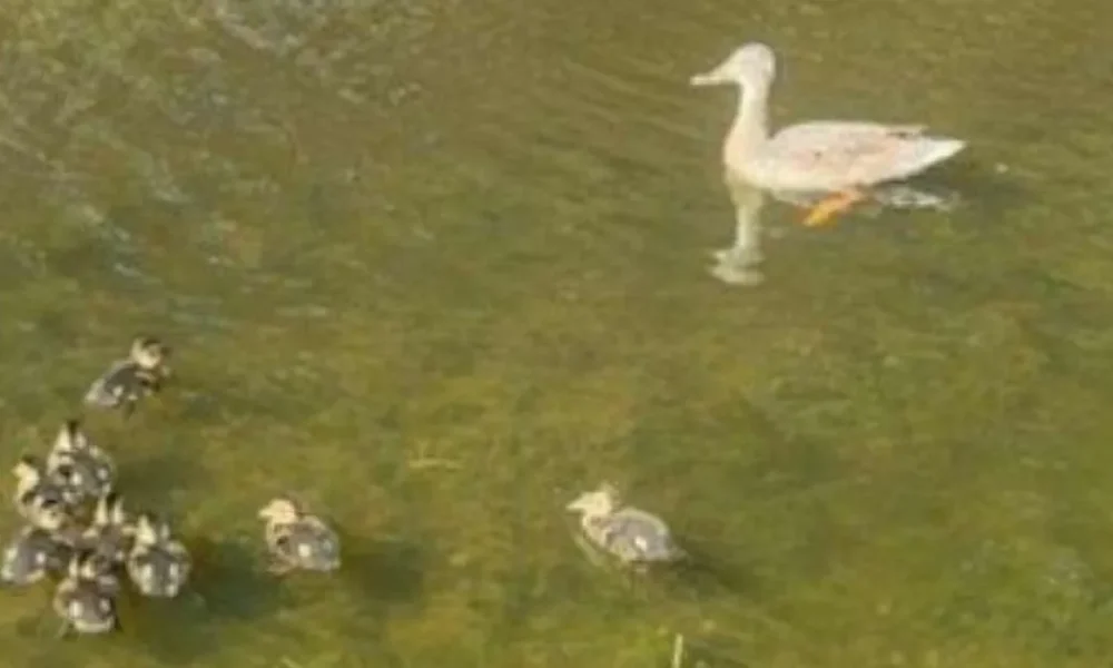 Boys kill ducks with catapults and leave multiple ducklings hurt on Sheppey, Kent | News UK